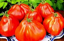 Tomatensamen (7+ Samen)