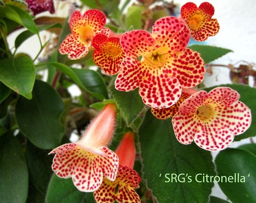 Mini srg kohleria - srg, saliba