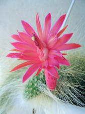 HILDEWINTERA COLADEMONONIS