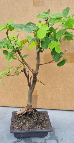 Robinien prebonsai robinia - robinien-prebonsai,,