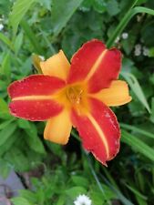 Taglilie Franz Hals 1 Fächer blühfähig