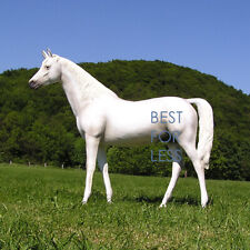 Pferd Schimmel lebensgroß