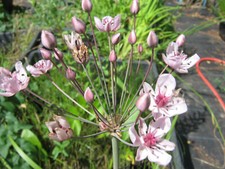 Schwanenblume Butomus