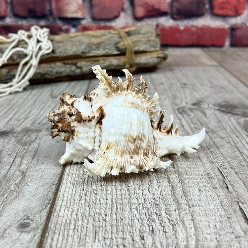 Murex ramosus 9cm - ramosus,