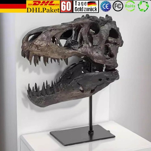 5cm dinosaurier schädel - 30.5cm,