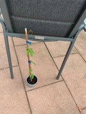 Wilder wein junfernrebe - wein,,