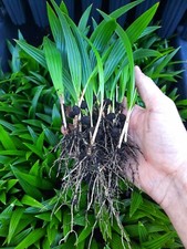 10x trachycarpus - 10x,