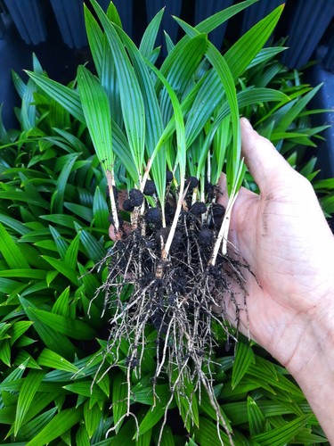 10x trachycarpus - ⭐️,