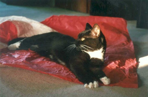 Postkarte katze miss - postkarte, "miss