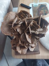 sandrose wüstenrose