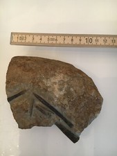 Petrefakten - Fosilien - Muscheln - Schnecken - Steine