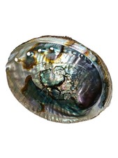 Paua Muschel leuchtend bunt