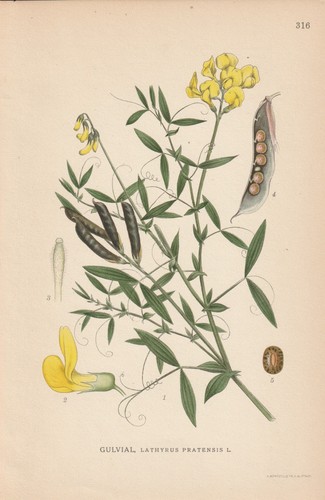 Wiesen platterbse lathyrus - wiesen-platterbse, (lathyrus