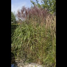Phragmites australis - Gewöhnliches Schilf - 9cm Topf 