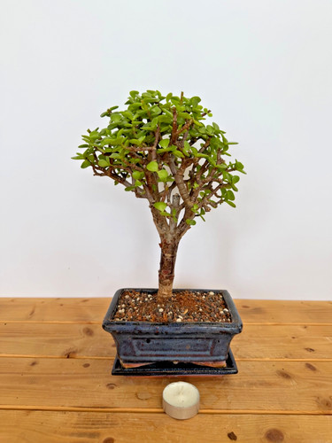 Zimmerbonsai bonsai jadebaum - zimmerbonsai,