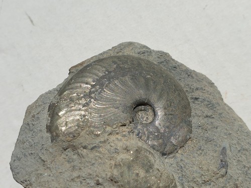 Hervorragendes pseudolioceras - hervorragendes,