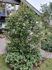 Kamelie, Camellia "Spring