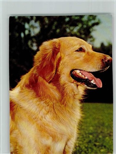 Hovawart 1965 hund - ca, ak