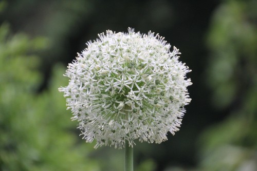 Winterharte allium weiss - winterharte,