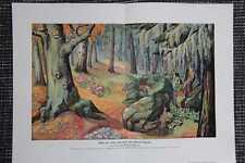 Wald Vegetation Flora Pilze Farne Flechten FARBDRUCK von 1906 Botanik