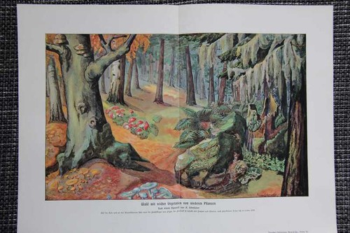 Wald vegetation flora - wald,