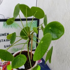 Pfannkuchenpflanze - Ufopflanze Pilea peperomioides  40 cm Gesamt Höhe