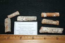 Kreidezeit Bretagne Formation Sciponoceras gracile matrixfreier Ammonit Fossil x1