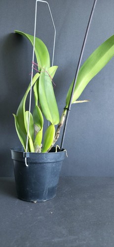Orchidee cattleya rex mit - rex,,
