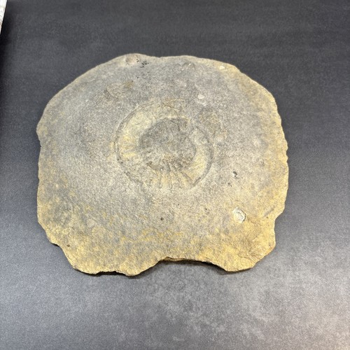 Fossil ammonit abdruck - fossil,
