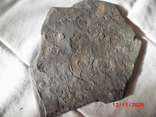 Fossil schiefer ammonit - in,