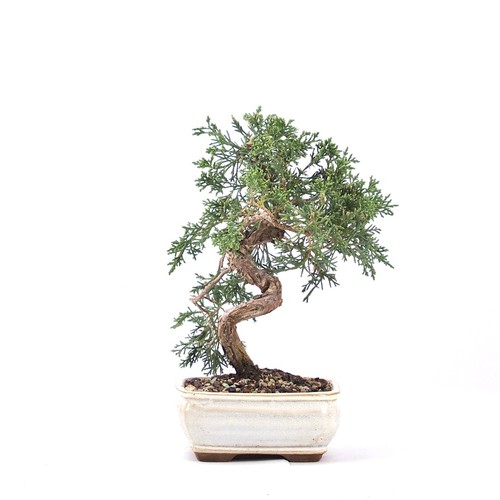 Bonsai chinesischer wacholder - bonsai,
