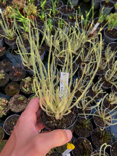 Drosera filiformis var - ., tracyi