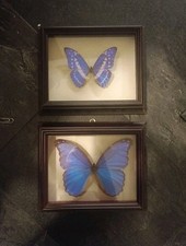 Schmetterlinge Echte, Morpho Didius, Morpho Cypris