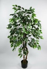 Ficus Excotica 120cm