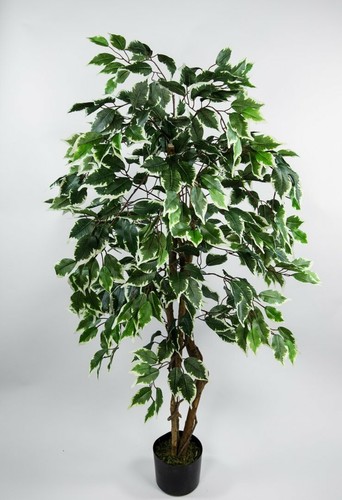 Ficus excotica 120cm - excotica,