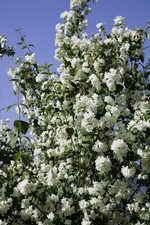 Philadelphus 'Virginal', Duftjasmin, weiß, 60–80 cm