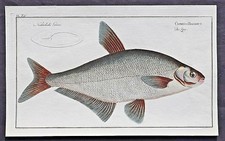 MARCUS ELIESER BLOCH,ALLGEMEINE NATURGESCHICHTE DER FISCHE,DIE ZOPE,1781