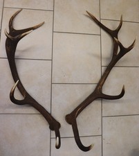 Abwurfstangen Geweihstangen