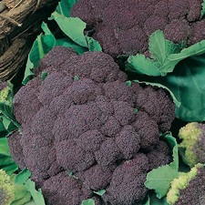 Blumenkohl Di Sicilia Violetto