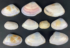 10  Meeresmuscheln  44-85 mm zum Sammeln  Basteln Dekoration