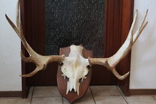 DEKORATIVES GROßES SCHWEDEN-ELCHGEWEIH, SCHAUFELN, GEHÖRN, JAGDTROPHÄE  #11037