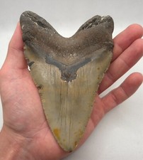 Großer und leicht gezackter Megalodon Haizahn 14,3 cm Kantenlänge Hai Fossilien