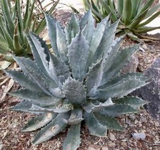 Agave pygmaea -