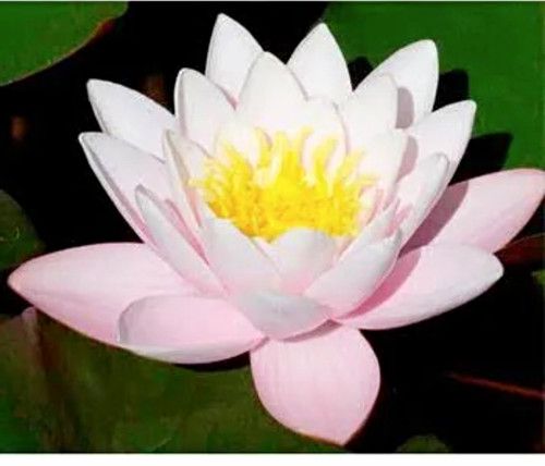 Seerose nymphaea wasserpflanze - seerose,
