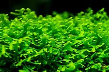 ⭐ Korallenmoos / Korallen Moos | Riccardia Aquarium Pflanze Moss Garnele Nano ⭐