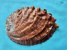 schöne Meeresmuschel Haliotis