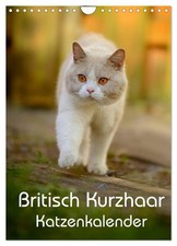 Britisch Kurzhaar Katzenkalender (Wandkalender 2026 DIN A4 hoch), CALVENDO Monat