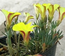 BS958PV Oxalis Golden Cape Versicolor Bloemzaden Samen seeds Samenstückzahl 5