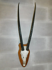 Antilopengeweih Geweih Antilope v. Jägersammlung Trophäe  Gehörn Nr.2