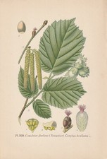 Hasel (Corylus avellana)